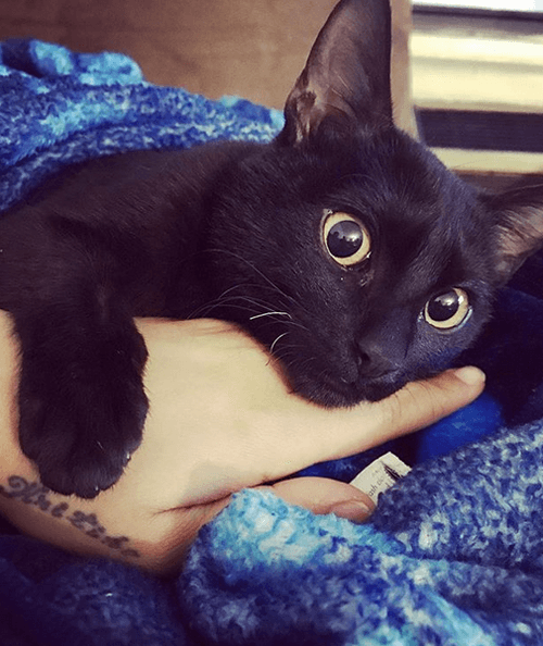 sylvester