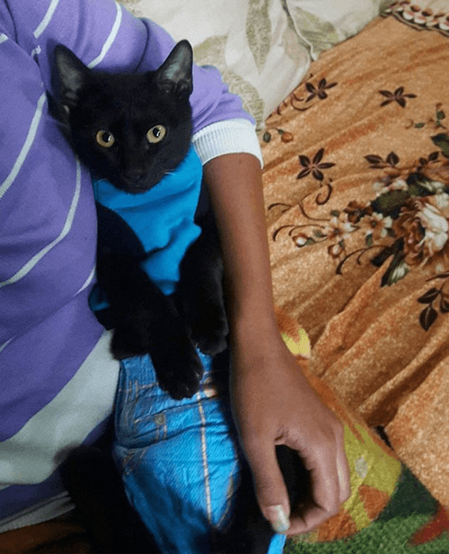 sylvester
