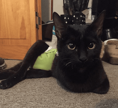 sylvester