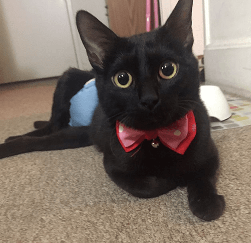sylvester