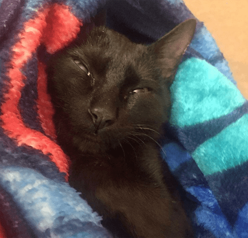 sylvester