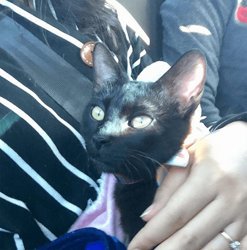sylvester