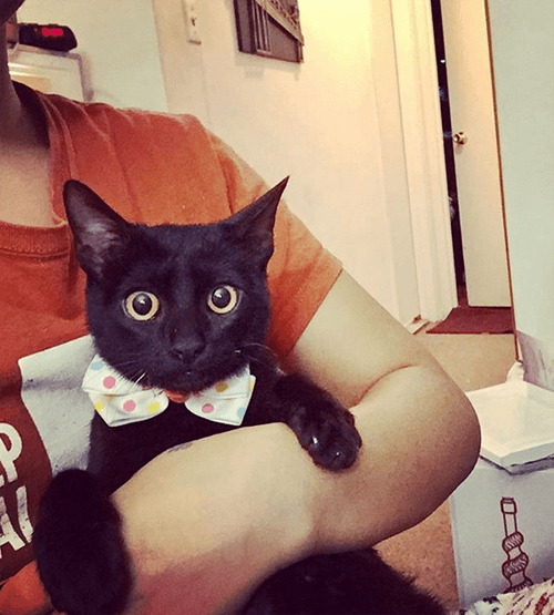 sylvester