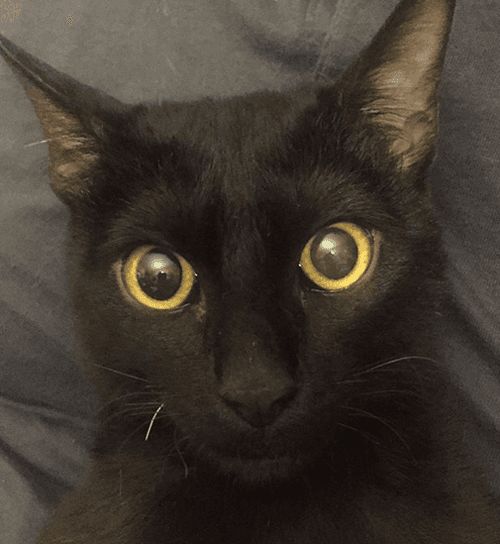 sylvester