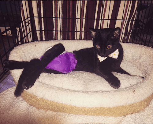 sylvester