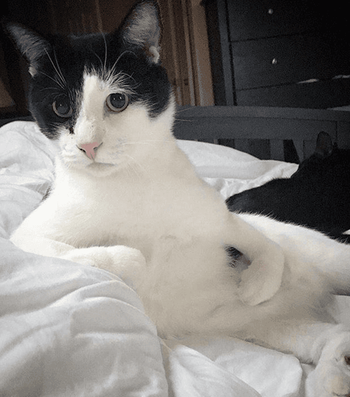 roo