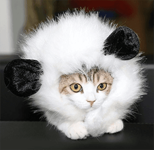 catcostume