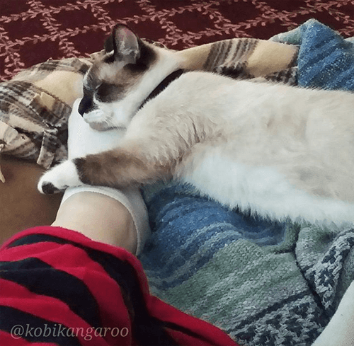 kobi