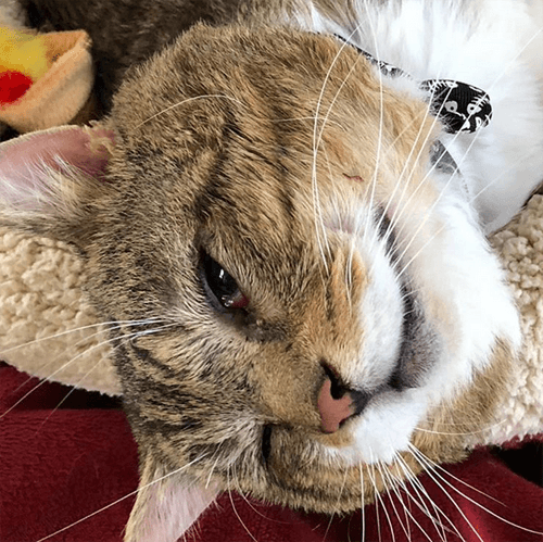 benson