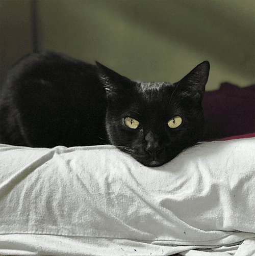 sammy