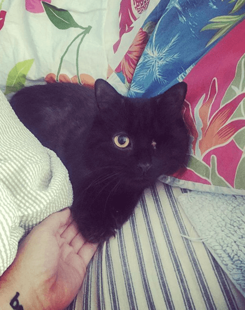 bosco