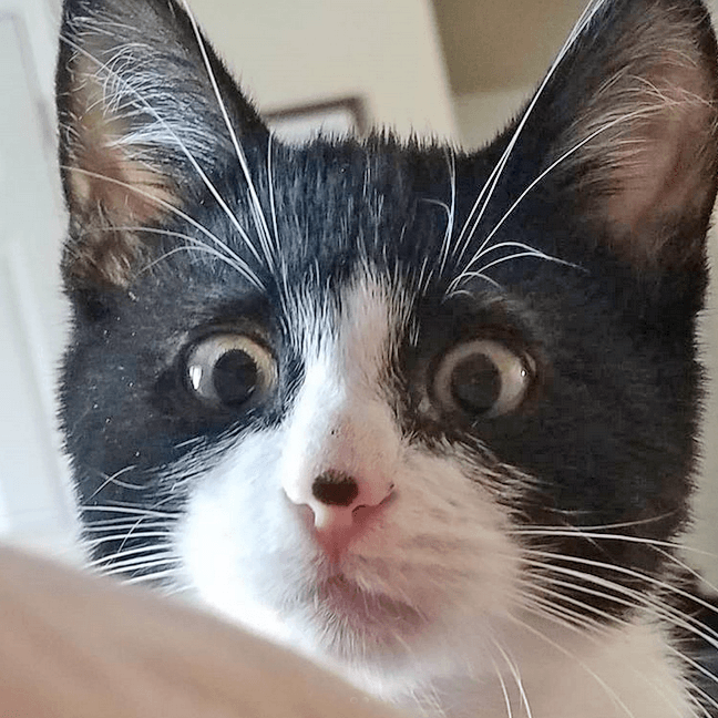 quasi feature