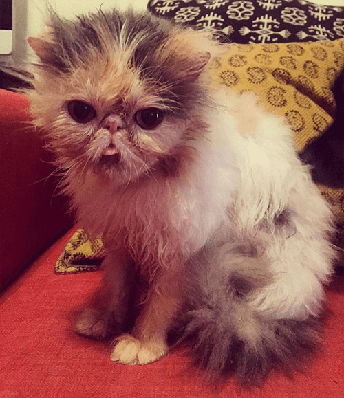 aladdinacat