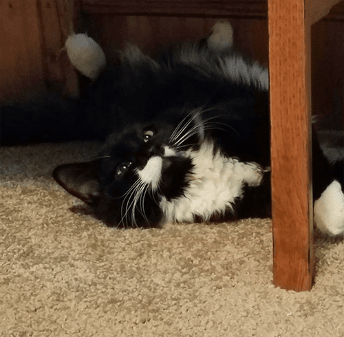 tippy