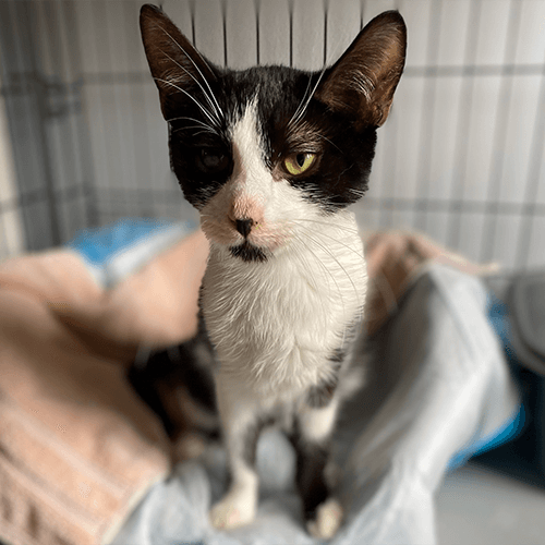 Poppy1