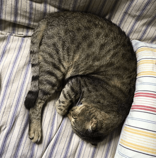 bob