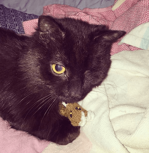 bosco
