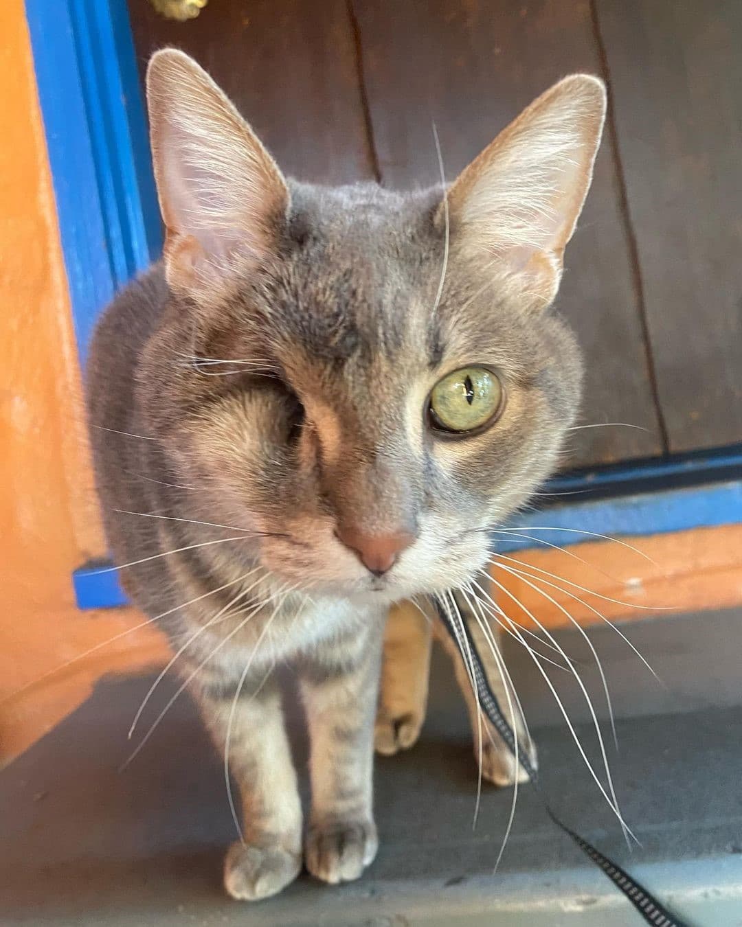ollie the one eyed pirate cat feature