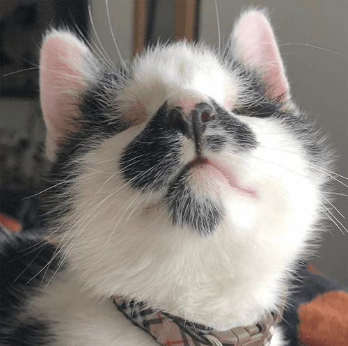 melvin