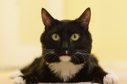 blackandwhitewobblycat