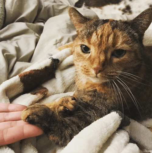 kittles