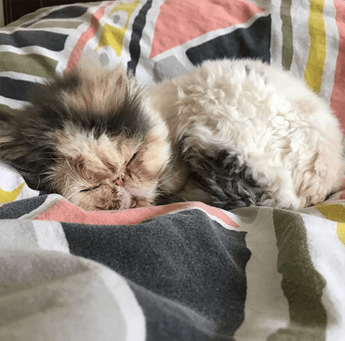 aladdinacat