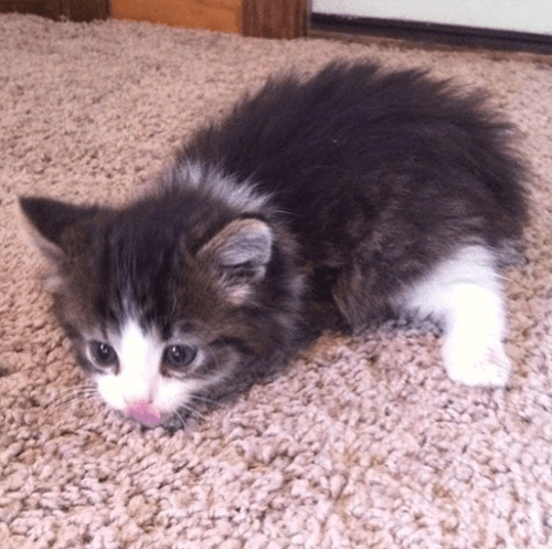 pippin