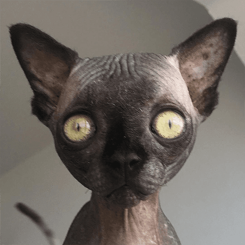 lucy
