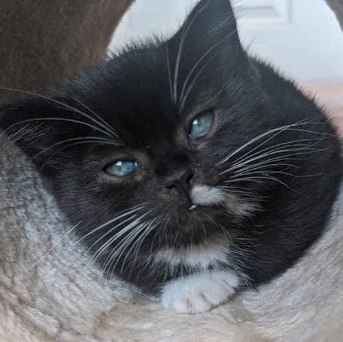 smudge