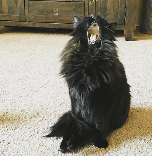 bb