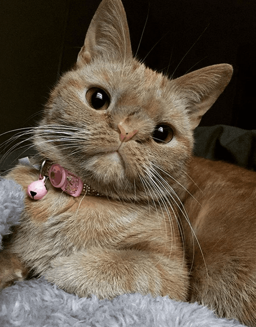 butters