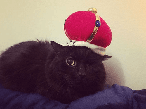 bosco