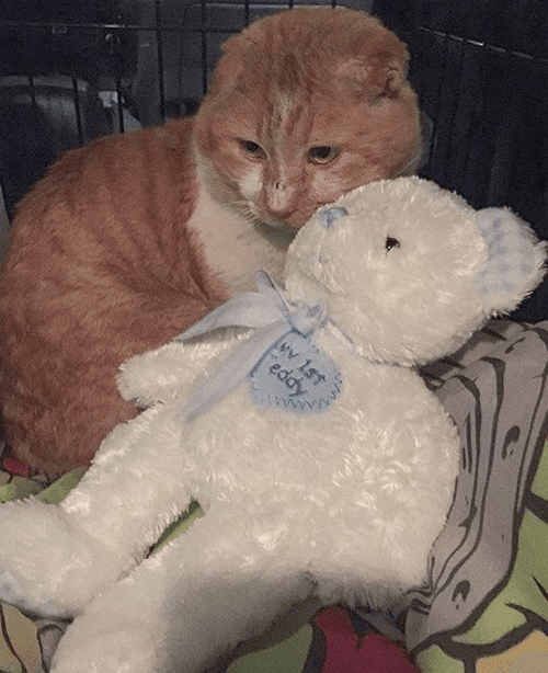 teddy