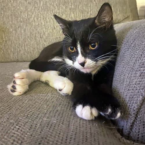 finn
