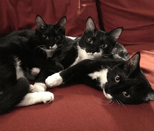tuxies