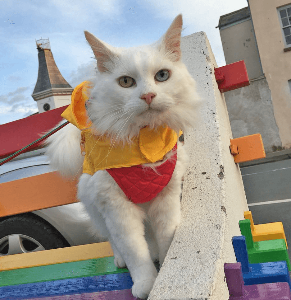 hedwig feature