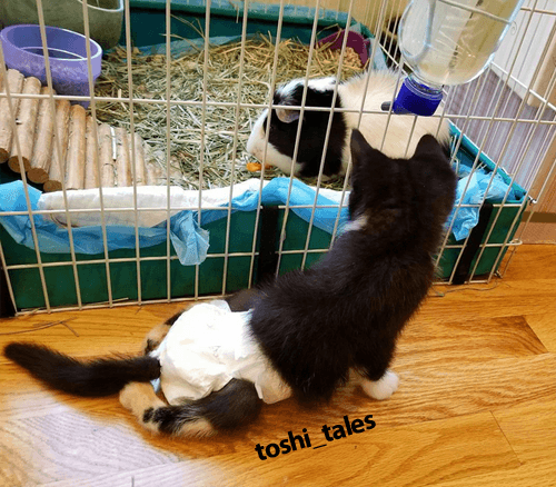 toshi