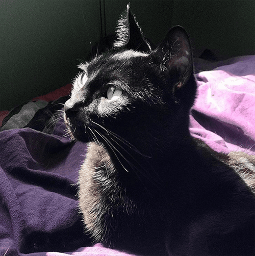 sammy