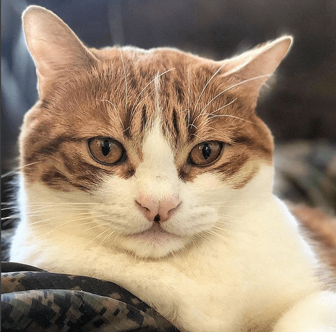 squirgus feature