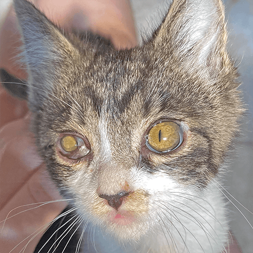 SlyKitten