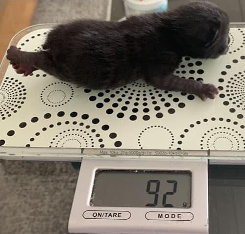 Paw