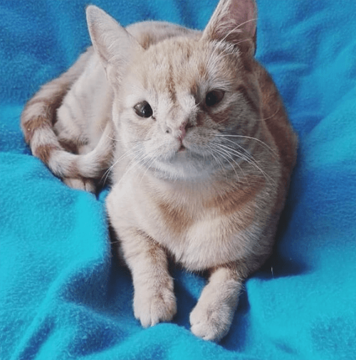 panchita