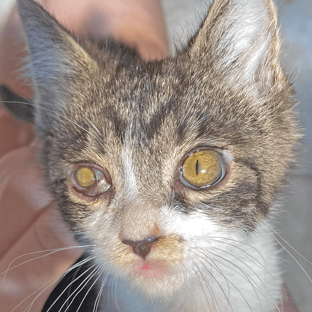 Sly Kitten Feature