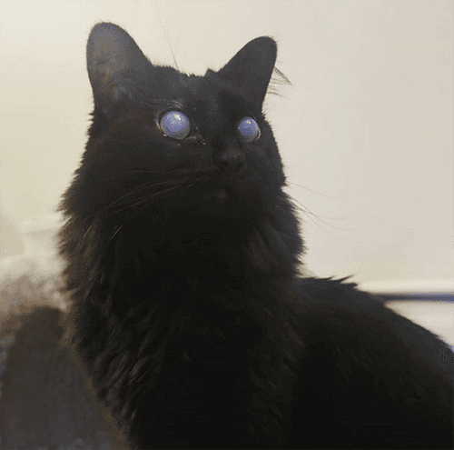 maleficent