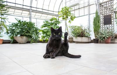 catplant