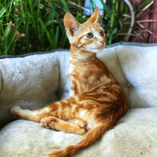 sebastian