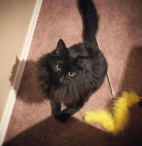 bb