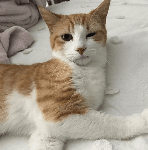 garfield