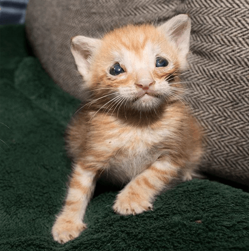 benny