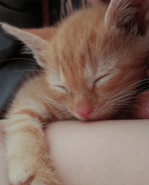 simba